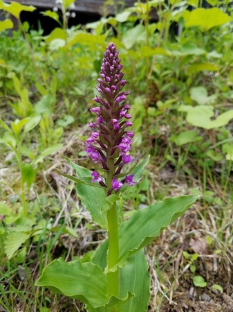 20190620_101011-2721x3628.jpg
