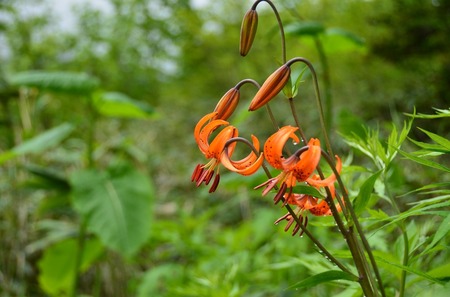 DSC_0506.JPG