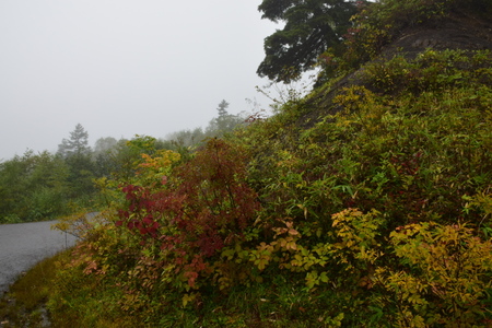 DSC_2731.JPG