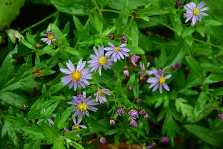 DSC_2739.JPG
