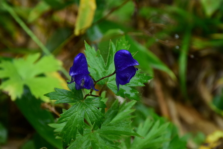 DSC_2757.JPG